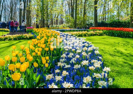 LISSE, HOLLAND - 19. APRIL 2023: Blühende Blumen im Keukenhof Park, einem der weltweit größten Blumengärten Stockfoto