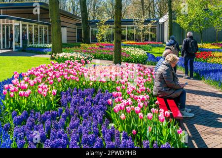 LISSE, HOLLAND - 19. APRIL 2023: Blühende Blumen im Keukenhof Park, einem der weltweit größten Blumengärten Stockfoto