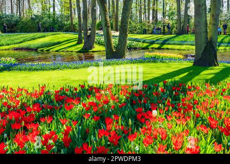 LISSE, HOLLAND - 19. APRIL 2023: Blühende Tulpen im Keukenhof Park, einem der weltweit größten Blumengärten Stockfoto