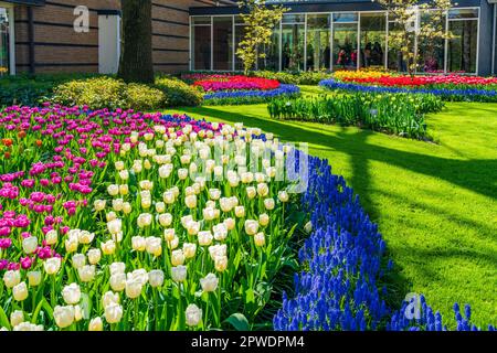 LISSE, HOLLAND - 19. APRIL 2023: Blühende Tulpen im Keukenhof Park, einem der weltweit größten Blumengärten Stockfoto