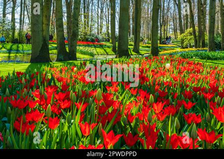 LISSE, HOLLAND - 19. APRIL 2023: Blühende Tulpen im Keukenhof Park, einem der weltweit größten Blumengärten Stockfoto