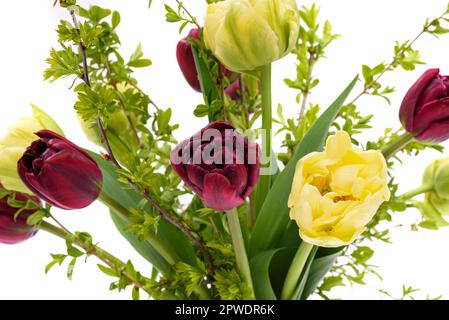 Eleganter gemischter Tulpen-Frühlingsstrauß mit Nahaufnahme auf weißem Hintergrund. Frühlingstulpen. Tulpenstrauß. Stockfoto