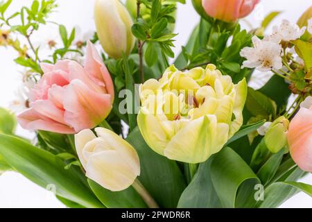 Eleganter gemischter Tulpen-Frühlingsstrauß mit Nahaufnahme auf weißem Hintergrund. Frühlingstulpen. Tulpenstrauß. Stockfoto