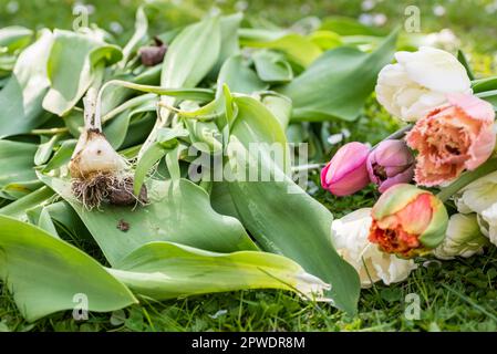 Spezialgeschnittene Blumentupen ernten und säubern. Frisch gepflückte und gereinigte Tulpen Hintergrund. Stockfoto