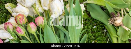 Spezialgeschnittene Blumentupen ernten und säubern. Frisch gepflückte und gereinigte Tulpen Hintergrund. Stockfoto