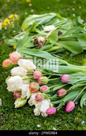 Spezialgeschnittene Blumentupen ernten und säubern. Frisch gepflückte und gereinigte Tulpen Hintergrund. Stockfoto