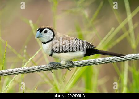 Doppelverbot Finch, Taeniopygia bichenovii in Darwin, NT, Australien Stockfoto
