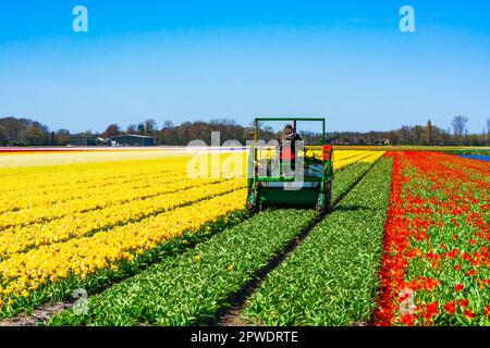 LISSE, HOLLAND - 19. APRIL 2023: Der Landwirt an einem Mähdrescher erntet blühende Tulpen auf einem Feld in Lisse bei Amsterdam. Stockfoto