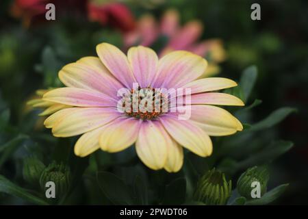 Gelbe Gartenblumen Dimorphotheca ecklonis. Blühende Cape marguerite oder Van Stadens Flussblüte Stockfoto