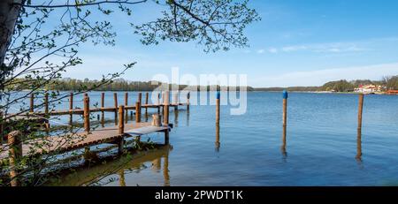 Bäume im See, Mecklenburg-Seengebiet Stockfoto