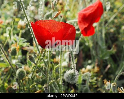 Wunderschöner wilder Mohn, bedeckt mit Morgentau auf einem verschwommenen Hintergrund. Stockfoto