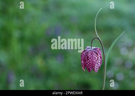 Schlangenkopf-Fritillarblume auf grünem Hintergrund. Fritillaria meleagris, gemeinhin als Schlangenkopffritillar oder karierte Lilie bekannt, ist eine Wildnis Stockfoto