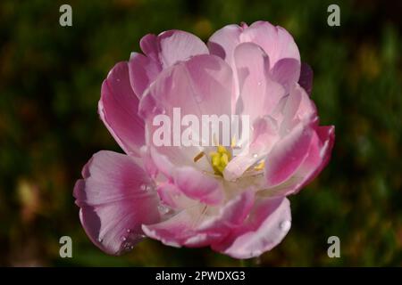 Doppelte, späte oder pfingstrosenblütige, rosa-weiße Tulpen-Nahaufnahme mit Regentropfen. Makroansicht. Frühlingsblüte. Wunderschöne Blütenblätter. Weich verschwommener Hintergrund Stockfoto