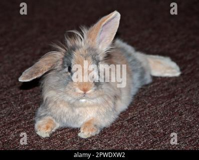 Mini Lion Lop Rabbit Buck Jugendlicher Stockfoto