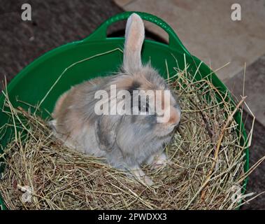 Mini Lion Lop Rabbit Buck Jugendlicher Stockfoto