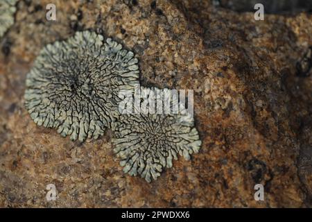 Makrofoto mit abstraktem Lichen-Muster auf dem Stein Stockfoto