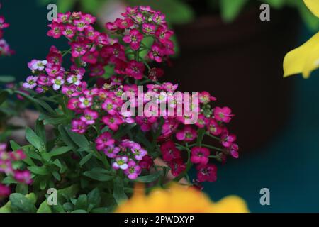 Die Blüte der rosa Blume Lobularia maritima Stockfoto
