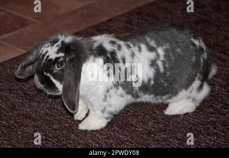 Minilop Rabbit Doe Stockfoto