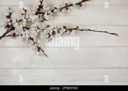 Weißer Holzhintergrund mit Frühlingsblüten aus weißer Aprikose und Kopierraum Stockfoto