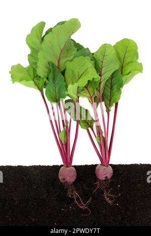 Rote-Bete-Pflanzen wachsen in der Erde mit Wurzelbällen, Querschnitt. Bio-Lebensmittel, lokale nachhaltige Landwirtschaft, frische Produkte. Auf Weiß. Stockfoto