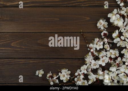 Dunkelbrauner Holzhintergrund mit Frühlingsapricot-Blüte und Kopierbereich Stockfoto