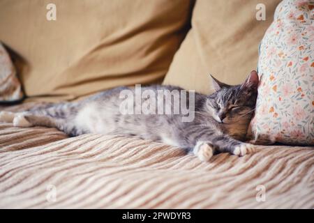 Ältere Katze schläft auf einem Sofa mit braunen Kissen. Ein altes Haustier schläft auf einem beigen Sofa mit einer Decke Stockfoto