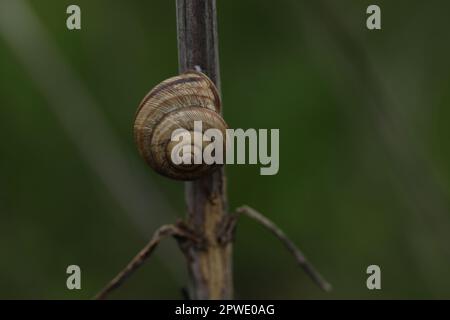 Eine Schnecke auf einem Zweig mit grünem Hintergrund Stockfoto