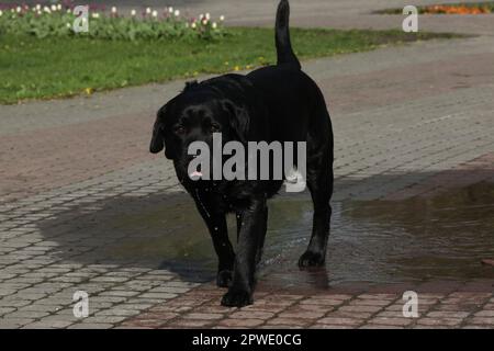 Süßer schwarzer labrador Retriever, der im Park in der Pfütze spielt Stockfoto