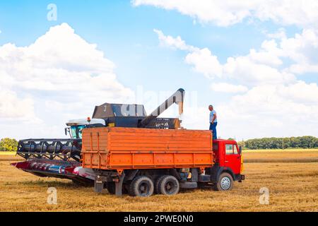 Ein Lkw-Fahrer beobachtet, wie er ein Fahrzeug aus einem Mähdrescher-Bunker beladen wird. Brot auf dem Feld ernten. Russland, Krasnodar Region-20.07.2022 Stockfoto