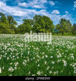 Fantastische Waldlichtung mit blühenden weißen Narzissen. Wundervolle, saisonale Blumenlandschaft, Slowenien, Europa Stockfoto