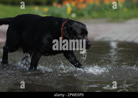 Süßer schwarzer labrador Retriever, der im Park in der Pfütze spielt Stockfoto