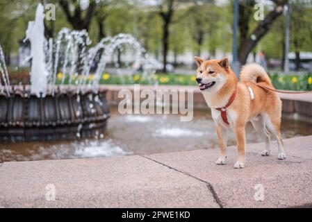 Der lächelnde shiba inu-Hund posiert vor dem Brunnen im Stadtzentrum von Riga. Stockfoto