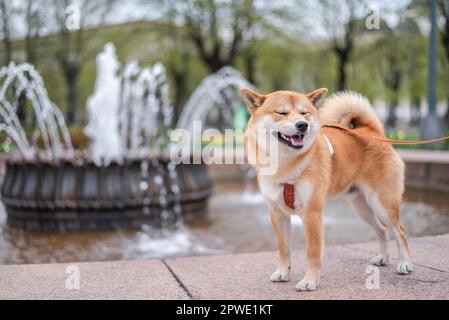 Der lächelnde shiba inu-Hund posiert vor dem Brunnen im Stadtzentrum von Riga. Stockfoto