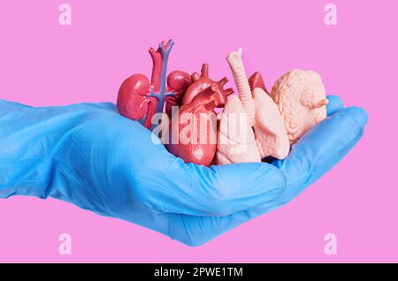 Hand in einem blauen Operationshandschuh, der Miniatur-anatomische Modelle menschlicher Organe auf rosa isoliert hält. Organspende-Konzept. Stockfoto