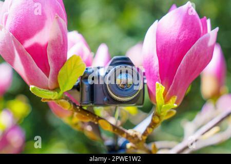 Nahaufnahme einer Spielzeugkamera, die im Freien zwischen rosa Magnolienblüten platziert ist. Das Konzept, die Schönheit des Frühlings einzufangen. Stockfoto