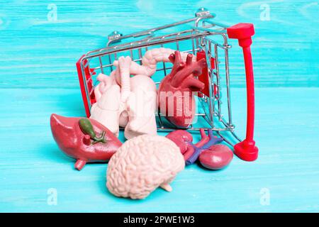 Miniatur-Einkaufswagen gefüllt mit winzigen anatomischen Modellen menschlicher Organe. Kreatives Organ-Supermarkt-Konzept. Stockfoto