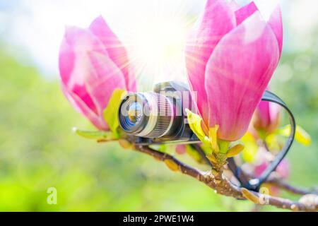 Ein Modell der sonnenbeleuchteten Spielzeugkamera inmitten von zwei blühenden Blüten eines pinkfarbenen Magnolienbaums. Weicher und empfindlicher Hintergrund in Bezug auf Natur, Fotografie und Garde Stockfoto