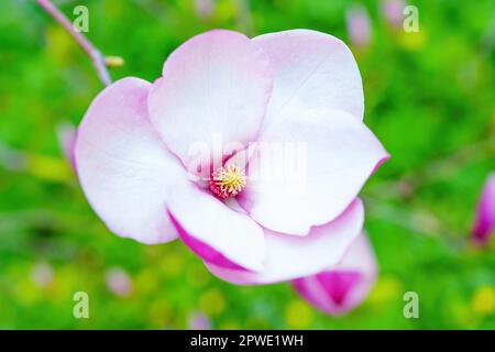 Nahaufnahme der blühenden rosafarbenen Magnolienblume für zarte Details und lebendige Farben der Blume in voller Blüte. Stockfoto