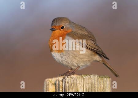 Robin Redbreast auf einem Zaun in großbritannien im Winter Stockfoto