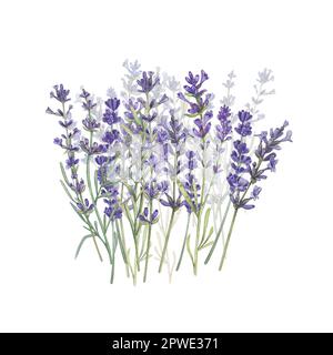 Lavendel auf einem Feld isoliert auf weißem Hintergrund Aquarelle Darstellung provenzalischer Blüten. Französischer Stil. Das botanische Bild der Blumen. Geeignet für Stockfoto