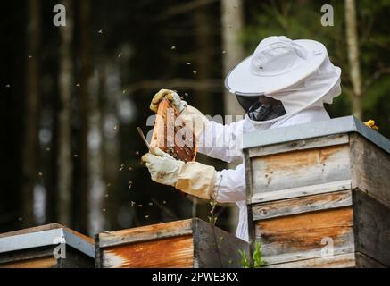 30. April 2023, Baden-Württemberg, Münsingen: Ein Imker prüft die Kämme in einem Bienenstock in Bichishausen auf der Schwäbischen Alb Foto: Thomas Warnack/dpa Stockfoto