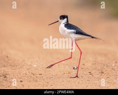 Schwarzflügelstiel (Himantopus himantopus) Vogelwaten am Strand während der Wanderung vor hellem Hintergrund bei Sonnenuntergang. Ebro Delta, Spanien. Wildtierart Stockfoto