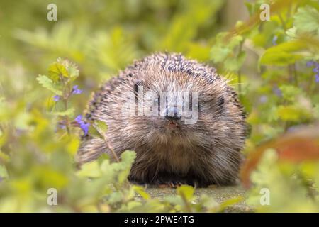 Europäischer Igel (Erinaceus europaeus), der im Garten mit blauen Blumen spazieren geht. Der westeuropäische Igel ist in Europa beheimatet und kann über ein W überleben Stockfoto