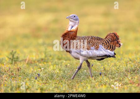 Großer Bustard (Otis tarda) in offenem Grasland mit Blumen in Extremadura Spanien. März. Wildlife Szene der Natur in Europa. Stockfoto