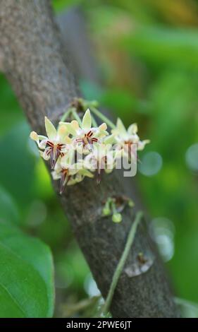 Nahaufnahme einer Gruppe von Kakao-Blumen, die direkt aus ihrem Baumstamm blühen Stockfoto