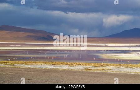 Panoramablick auf Laguna Colorada oder die Rote Lagune mit Flamingos Flamboyance grast, bolivianischem Altiplano, Bolivien, Südamerika Stockfoto