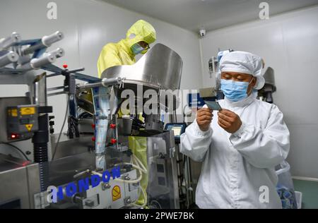 (230430) -- LHASA, 30. April 2023 (Xinhua) -- Buchung Tsering inspiziert die Herstellung tibetischer Medizin in Tibet Ganlu Tibetan Medicine Co., Ltd. In Lhasa, Autonome Region Tibet im Südwesten Chinas, 20. April 2023. Buchung Tsering ist seit etwa 20 Jahren im Bereich der tibetischen Medizin tätig. Er ist Manager der Produktionsabteilung von Tibet Ganlu Tibetan Medicine Co., Ltd Die tibetische Medizin, die in Tibet als „Sowa Rigpa“ bekannt ist, geht auf 2.500 Jahre zurück. Es hat die Einflüsse der traditionellen chinesischen, indischen und arabischen Medizin aufgenommen und wird hauptsächlich in Tibet und dem Himalaya praktiziert Stockfoto