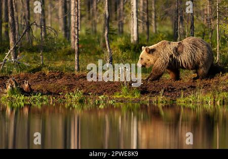 Eurasischer Braunbär, der im Herbst in Finnland an einem Teich in einem Wald vorbeiläuft. Stockfoto