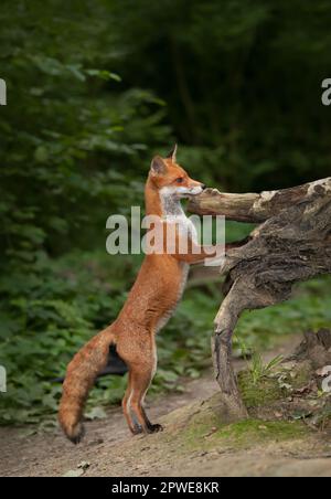 Nahaufnahme eines süßen roten Fuchses, der auf Hinterbeinen in einem Wald in Großbritannien steht. Stockfoto