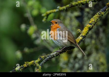 Robin, Erithacus rubecula, singt auf einem Ast. Foto: Amanda Rose/Alamy Stockfoto